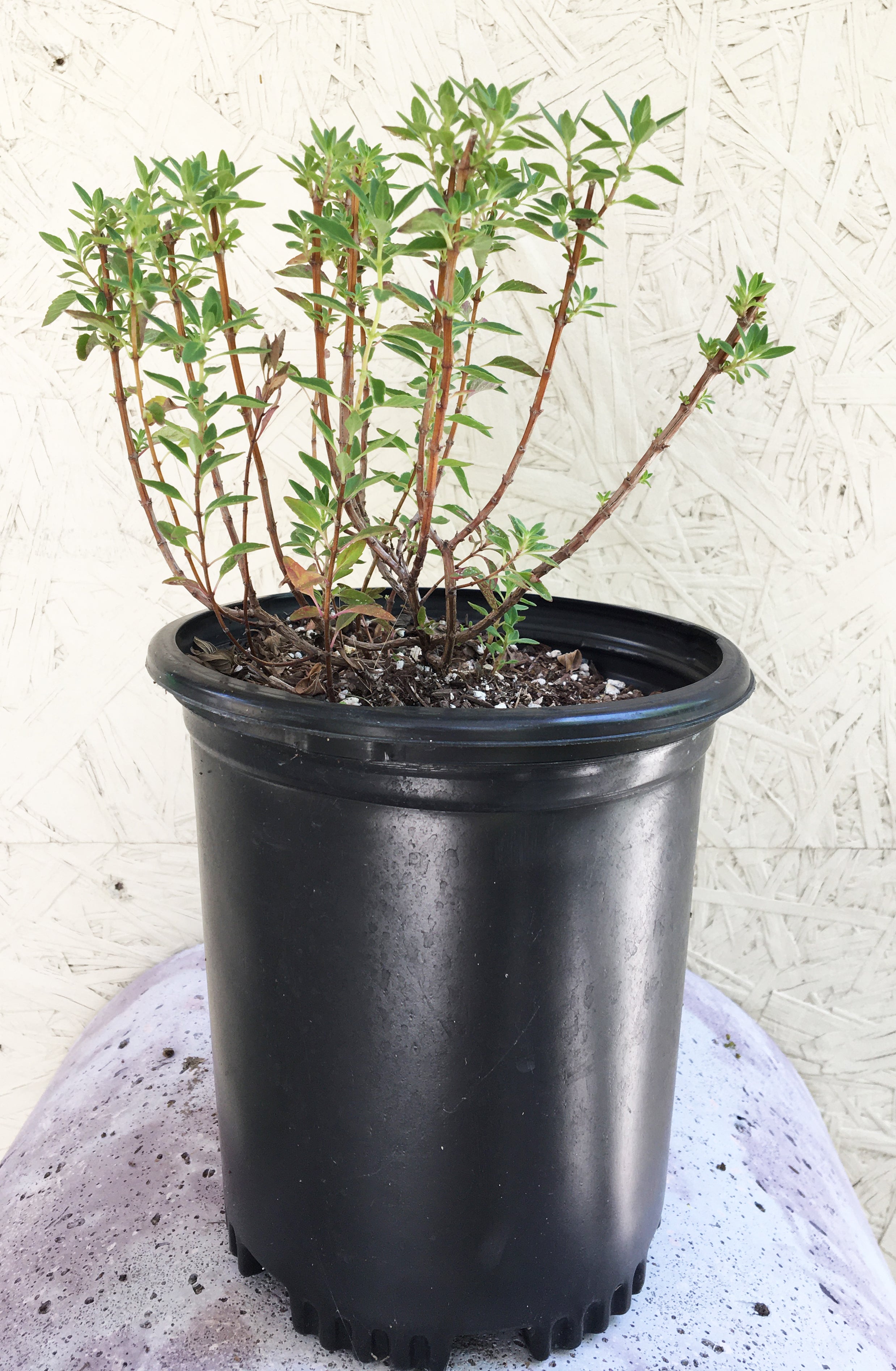 Monardella villosa (coyote mint) – Plant Material
