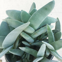 Crassula falcata