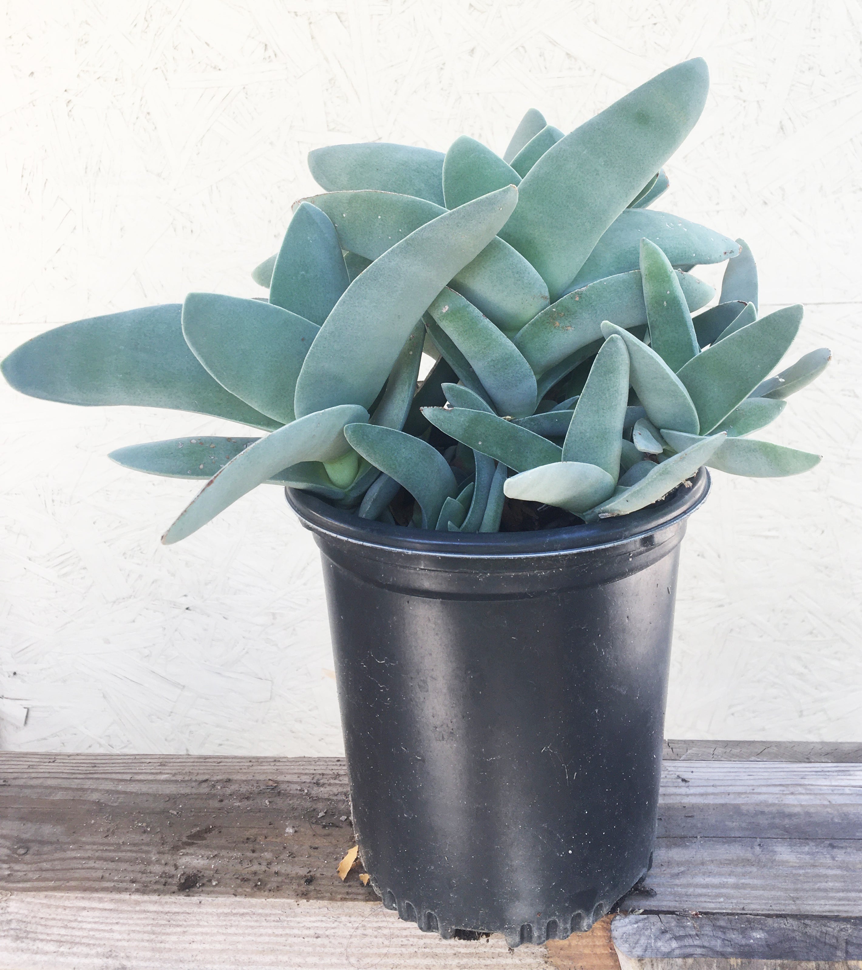 airplane succulent Crassula falcata