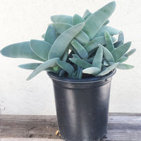 Crassula falcata