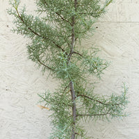 Cupressus montana (san pedro martir cypress)