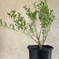 Galvezia speciosa (Gambelia)