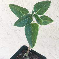 Datura wrightii