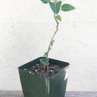 Datura wrightii