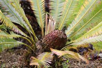 Dioon edule