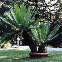 Dioon edule