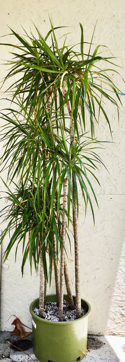 dracaena sp plant Dracaena marginata (dragon tree)