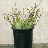 Dudleya attenuata ssp. orcuttii
