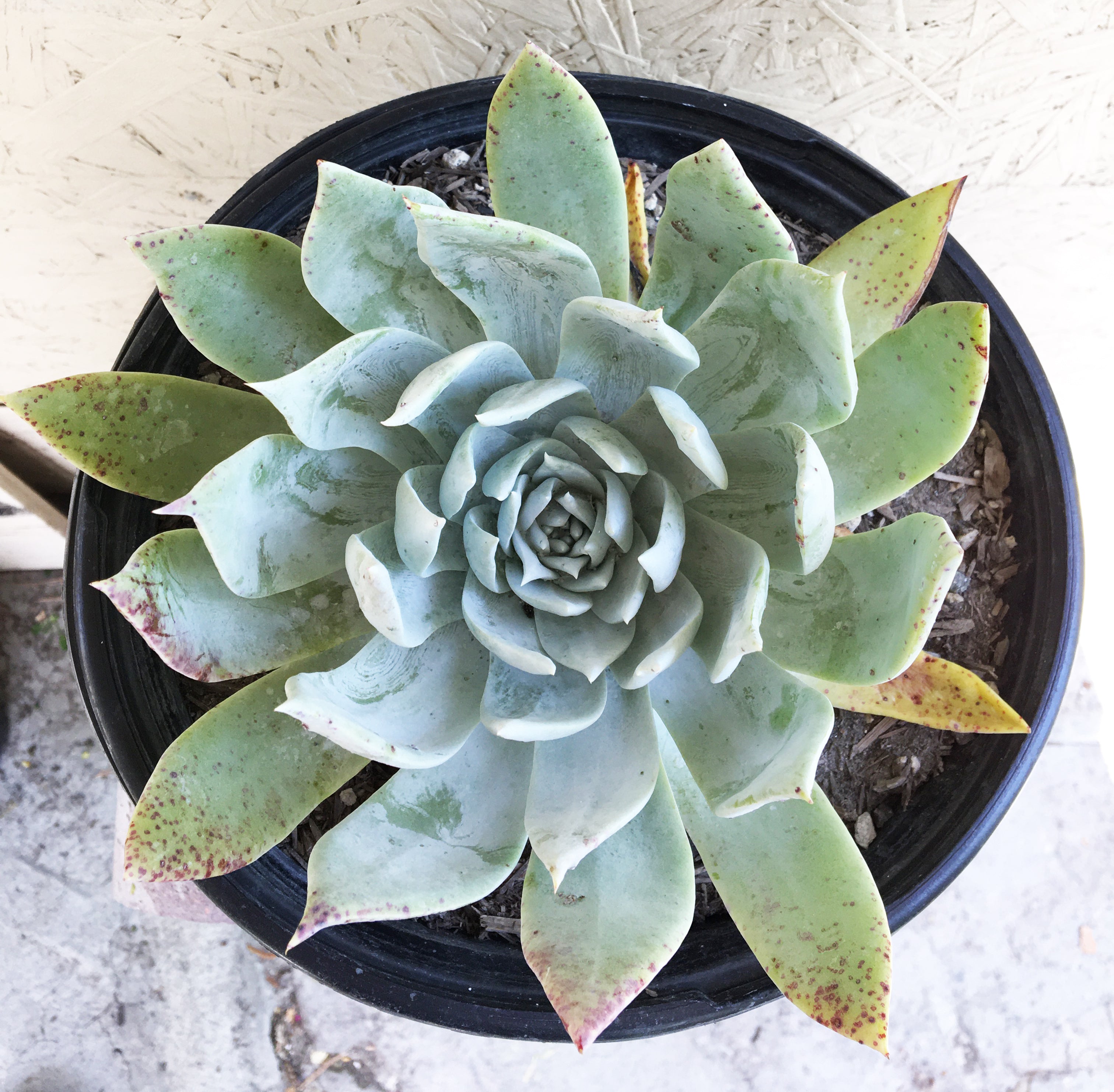 dudleya succulent Dudleya brittonii, Giant Chalk Dudleya