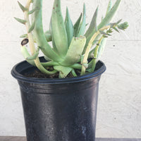 Dudleya cultrata