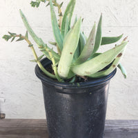 Dudleya cultrata