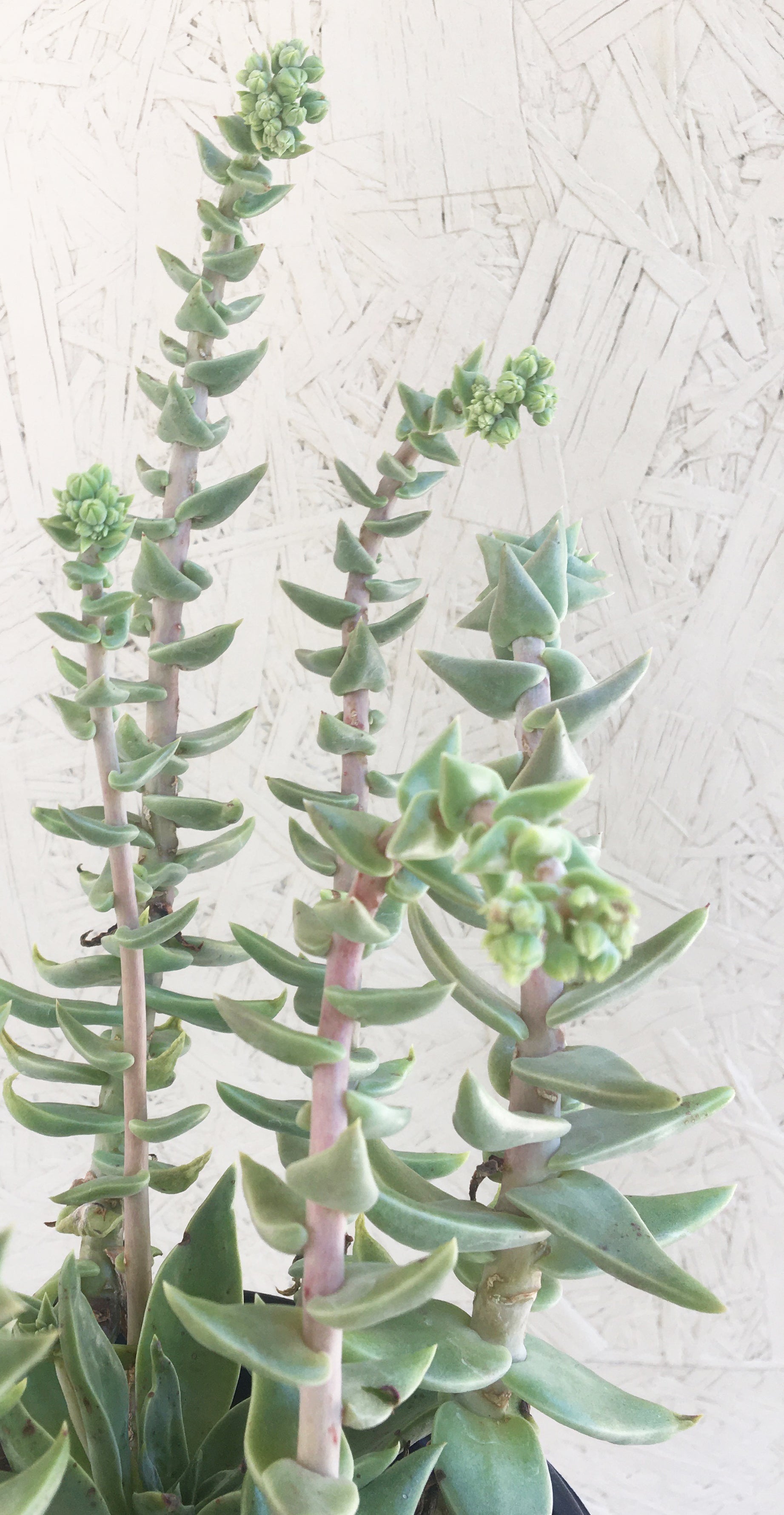 succulent material Dudleya cymosa