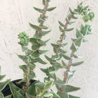 Dudleya cymosa