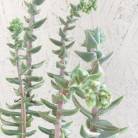 Dudleya cymosa