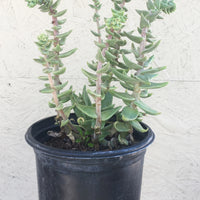 Dudleya cymosa