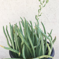 Dudleya edulis