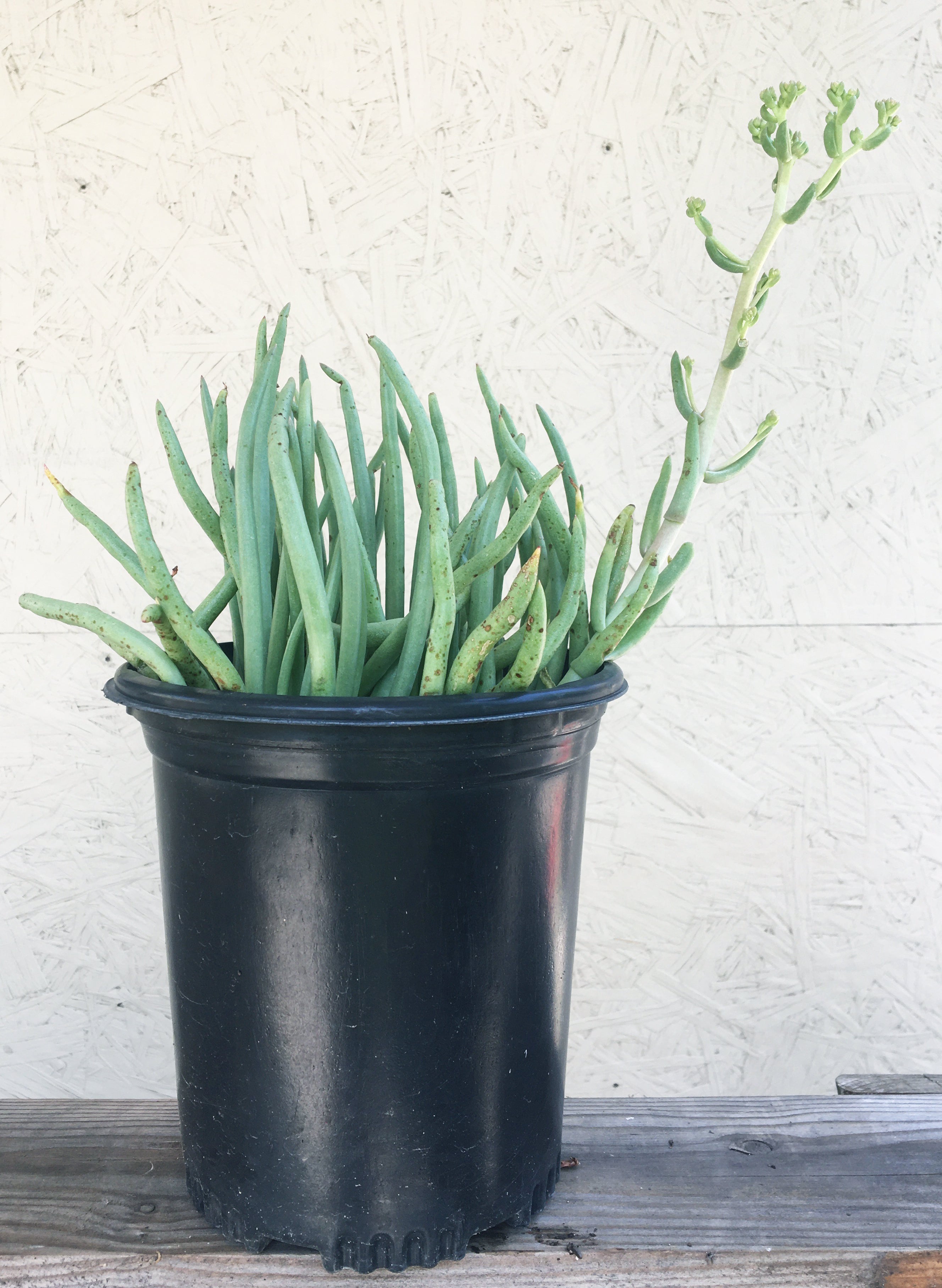 icy fingers succulent Dudleya edulis – Plant Material