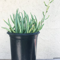 Dudleya edulis