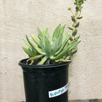 Dudleya traskiae