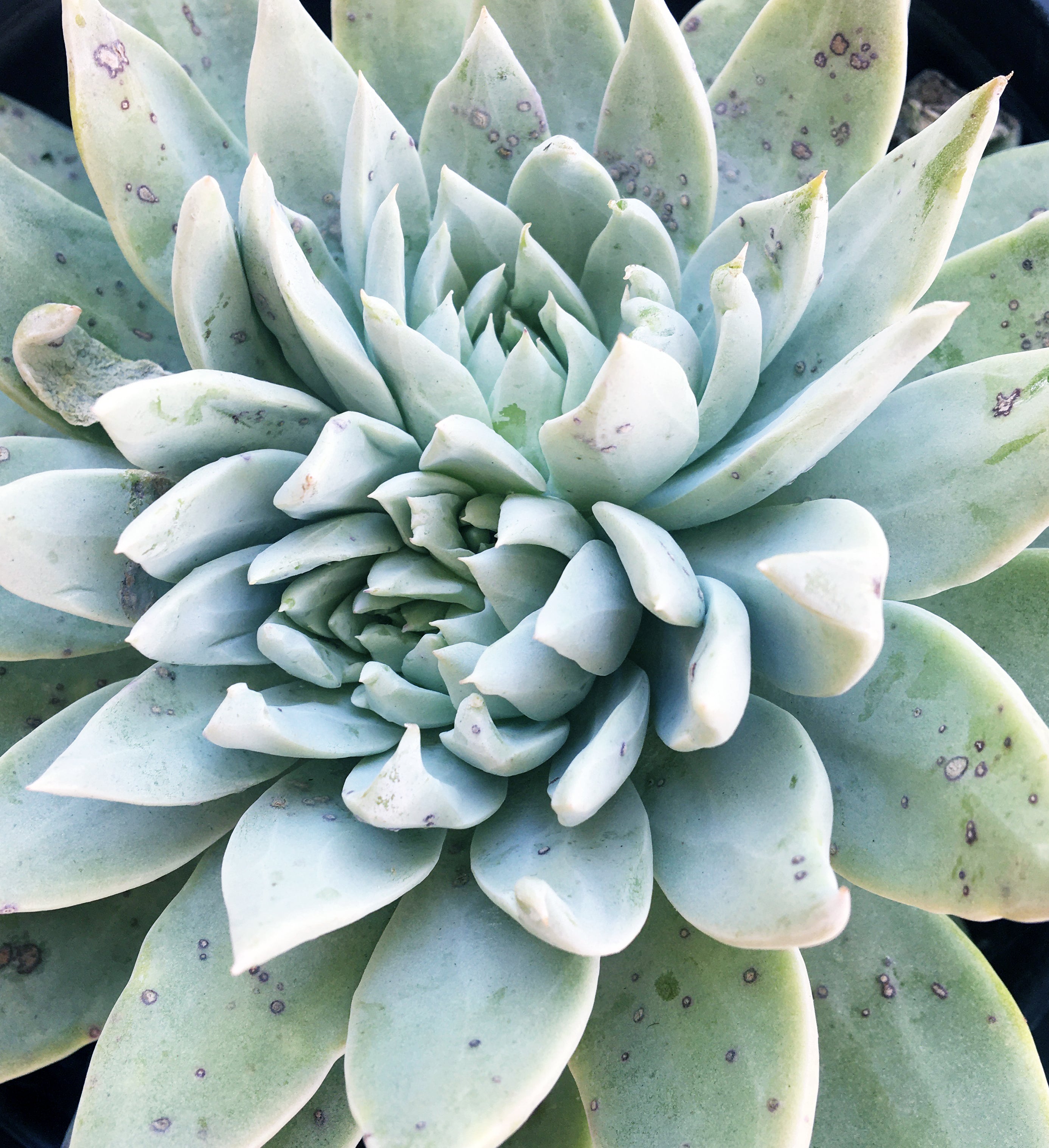 Dudleya traskiae