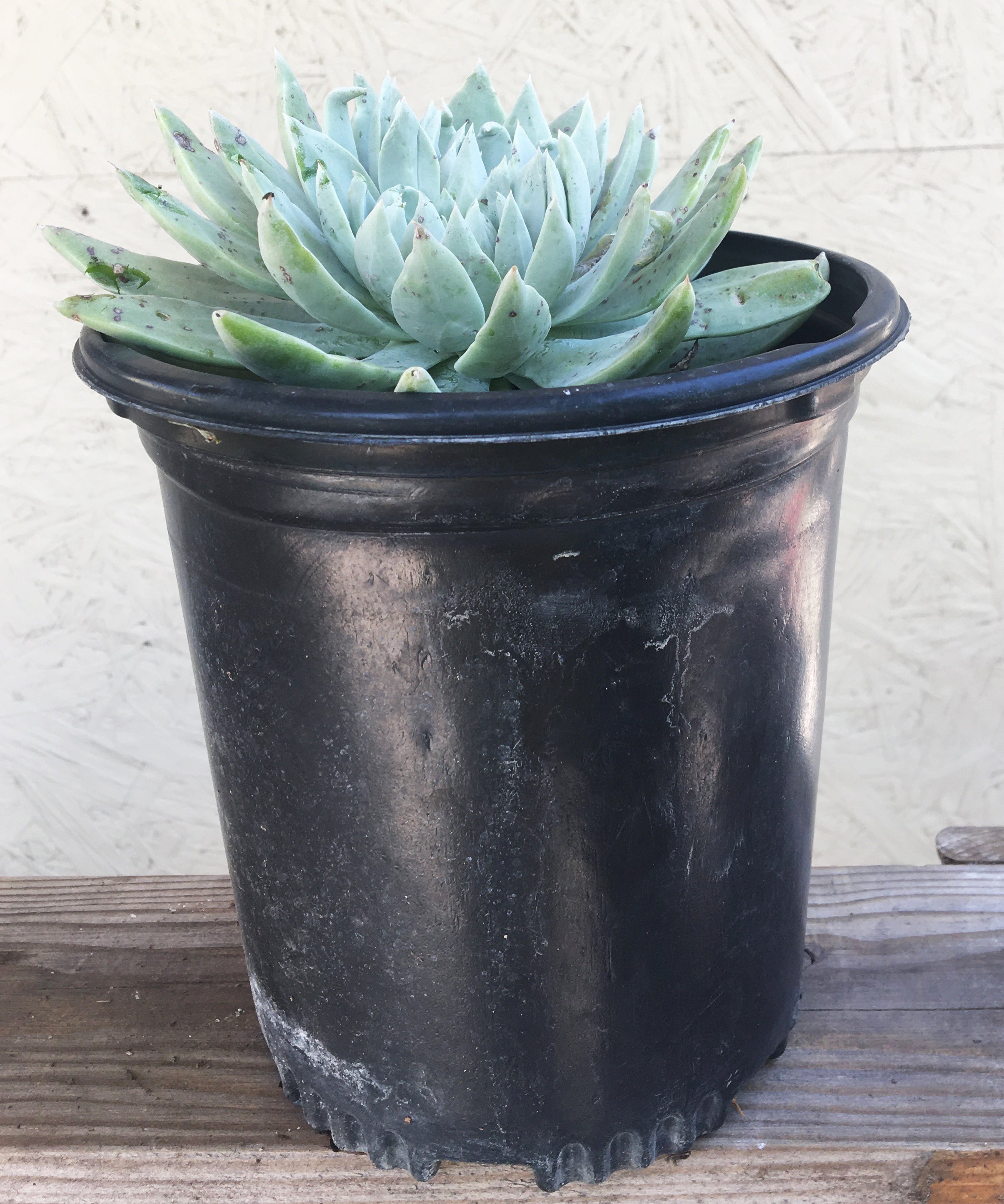 gray succulent plant Dudleya traskiae – Plant Material