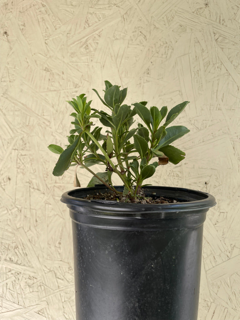 Penstemon pseudospectabilis