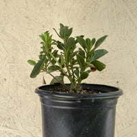 Penstemon pseudospectabilis