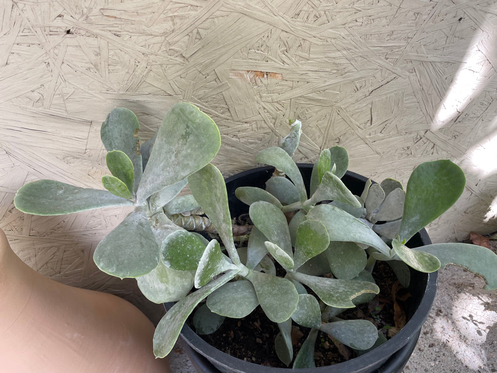 dollar succulent plant Cotyledon orbiculata 'Silver Dollar' – Plant Material