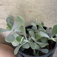Cotyledon orbiculata 'Silver Dollar'