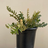 Banksia blechnifolia, Coast banksia