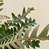Banksia blechnifolia, Coast banksia