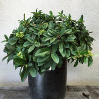 Frangula cal. 'Ed Holm', Coffee Berry