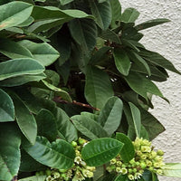 Frangula cal. 'Ed Holm', Coffee Berry