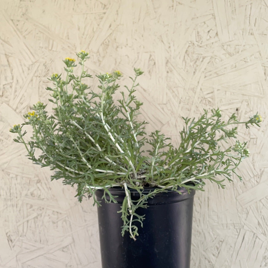 Eriophyllum confertiflorum, Golden Yarrow