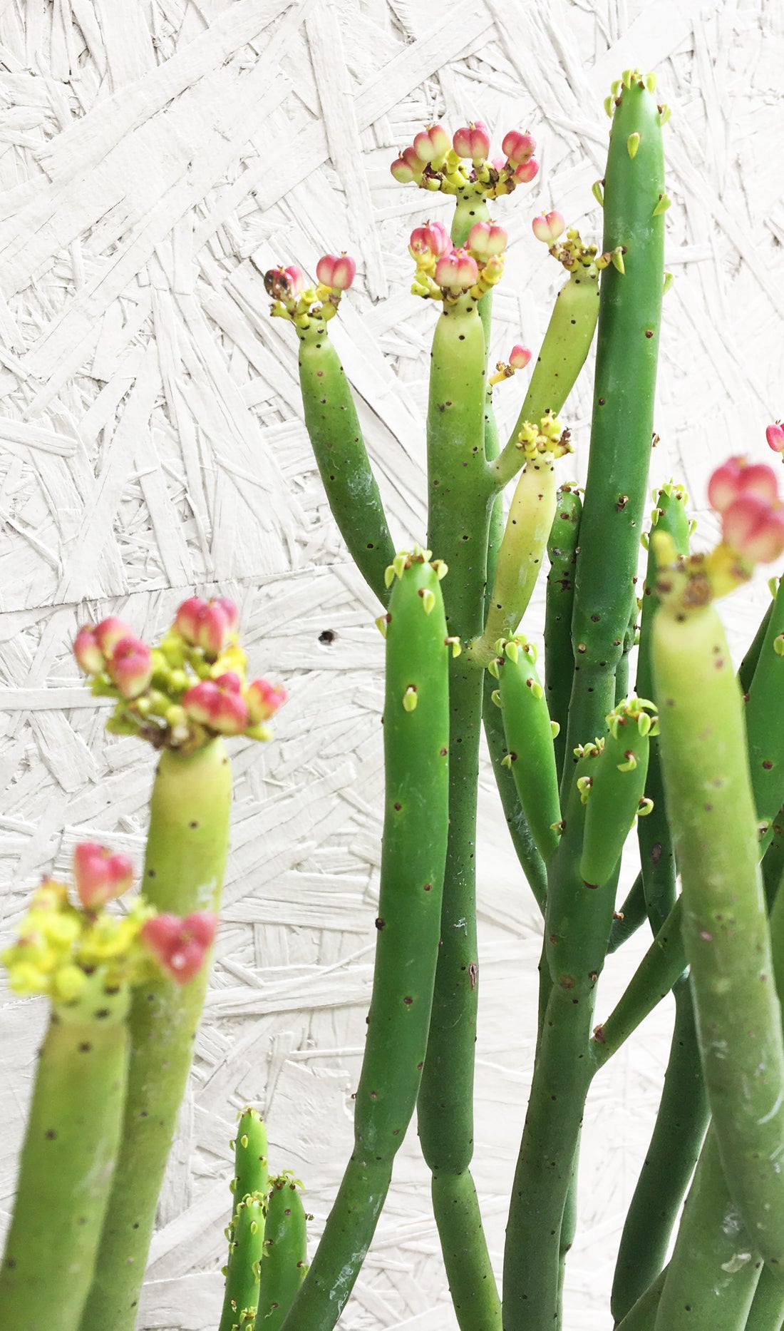 Euphorbia leucodendron