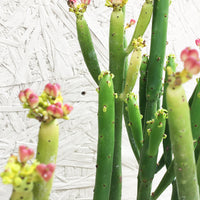 Euphorbia leucodendron
