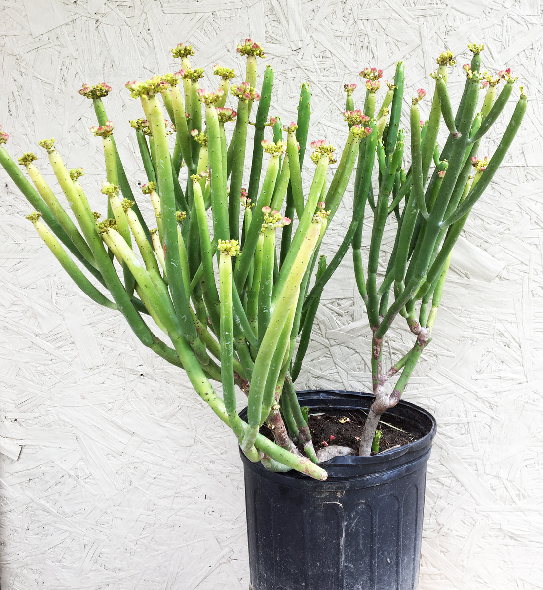 Euphorbia leucodendron