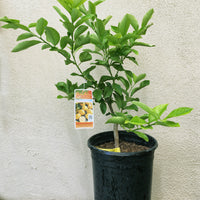 Eureka Lemon, semi-dwarf