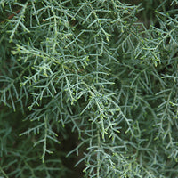 Cupressus montana (san pedro martir cypress)