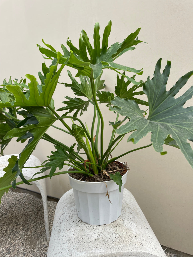 philodendron lickity split Large - Philodendron