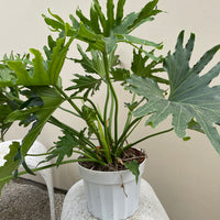 Philodendron Lickety Split