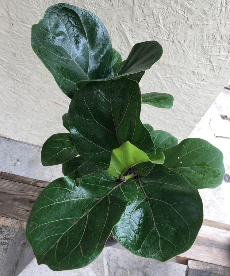 fiddle leaf fig tree in spanish Ficus lyrata/pandurata (fiddle leaf fig)