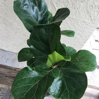 Ficus lyrata/pandurata (fiddle leaf fig)