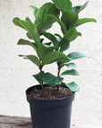 Ficus lyrata/pandurata (fiddle leaf fig)
