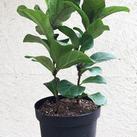 Ficus lyrata/pandurata (fiddle leaf fig)