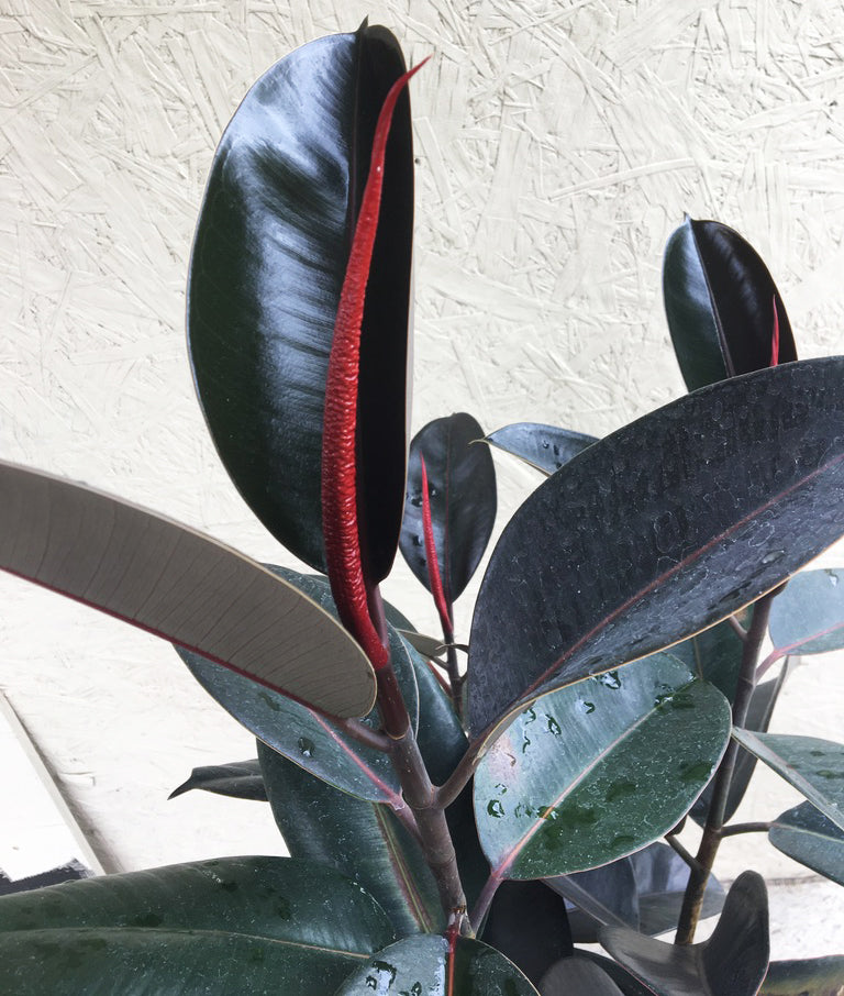 Ficus elastica decora (rubber fig)