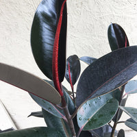 Ficus elastica decora (rubber fig)