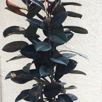 Ficus elastica decora (rubber fig)