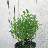 Lavandula dentata (French Lavender)