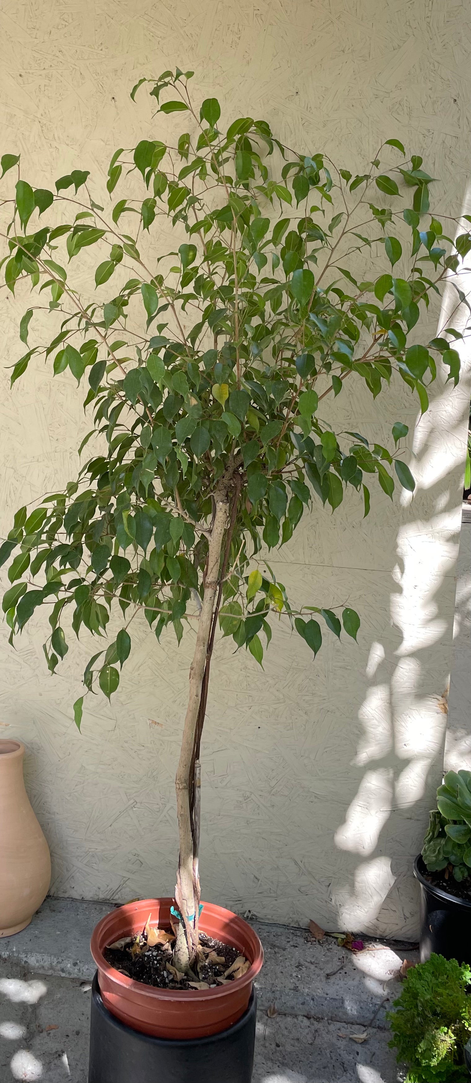 weeping house plants Ficus benjamina